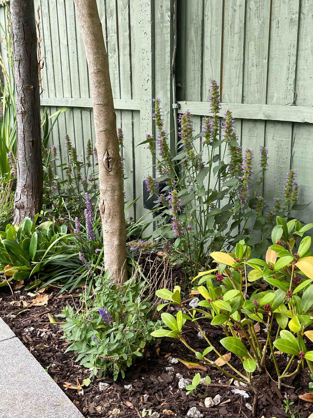 Perennial planting beneath mature trees in the Renewal Garden, Maidenhead, demonstrating shade-tolerant and biodiversity-focused garden restoration.