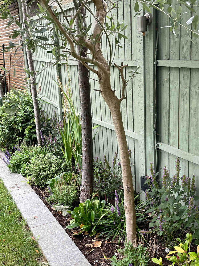 Side view of restored garden border in the Renewal Garden, Maidenhead, featuring olive trees and layered pollinator-friendly perennials creating a sustainable and balanced design.