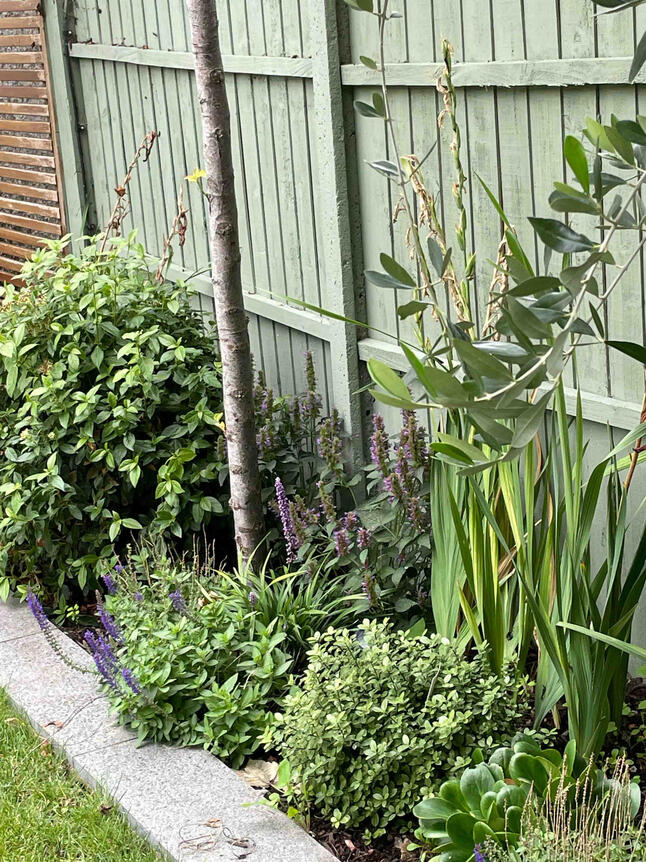 Close view of mixed perennial planting under olive trees in the Renewal Garden, Maidenhead, combining Mediterranean structure with pollinator-friendly species.