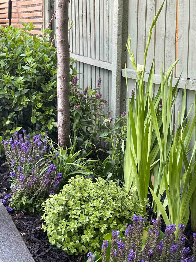 Close-up of blooming sage plants in the Renewal Garden, Maidenhead, attracting bees and adding fragrance to the sustainable flower bed.