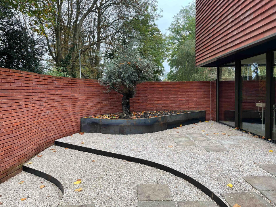 Courtyard view of the completed Marlow garden featuring an olive tree in a raised Corten steel planter with curved gravel pathways, showcasing contemporary eco garden design with Mediterranean influence.