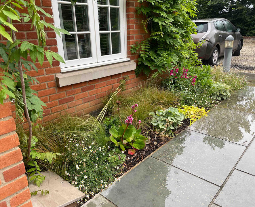 Front garden planting with ferns, grasses, and flowering perennials at the Woodland Garden, Eton, demonstrating sustainable, wildlife-friendly landscape design.