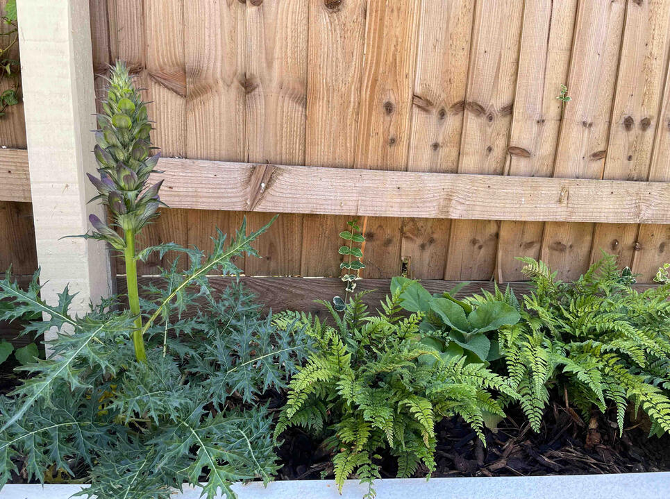 Close-up of a shaded border with ferns and perennial foliage in the Woodland Garden, Eton, highlighting sustainable, low-maintenance planting design.