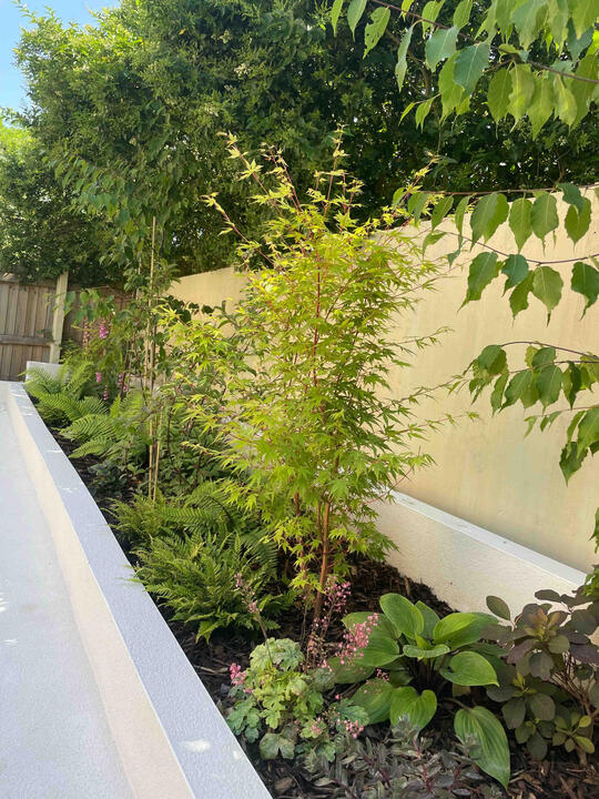 Raised white planters filled with ferns, maples, and flowering perennials in the Woodland Garden, Eton — a modern interpretation of woodland garden design.