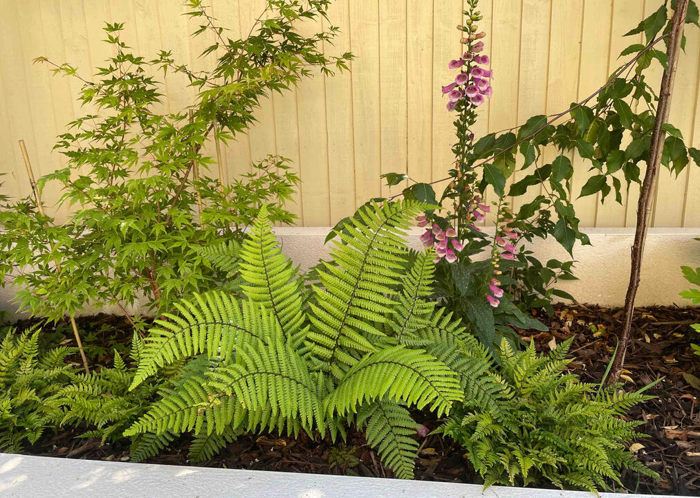 Close-up of ferns, Japanese maple, and foxglove in the Woodland Garden, Eton, showing layered, shade-tolerant planting and sustainable eco garden design.