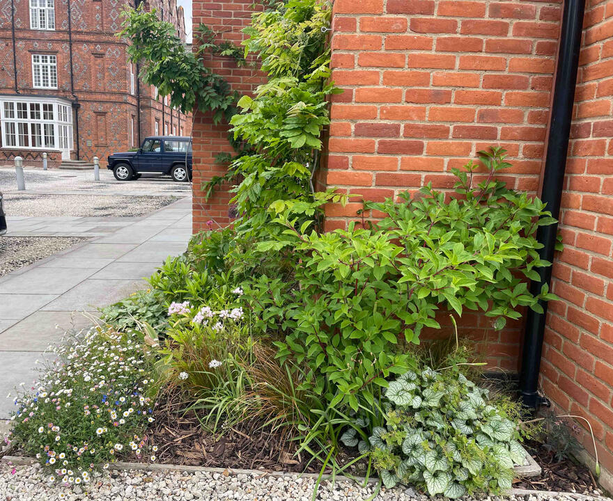 Wisteria vines climbing on a red-brick wall in the Woodland Garden, Eton, blending native planting with heritage architecture in an eco garden design.