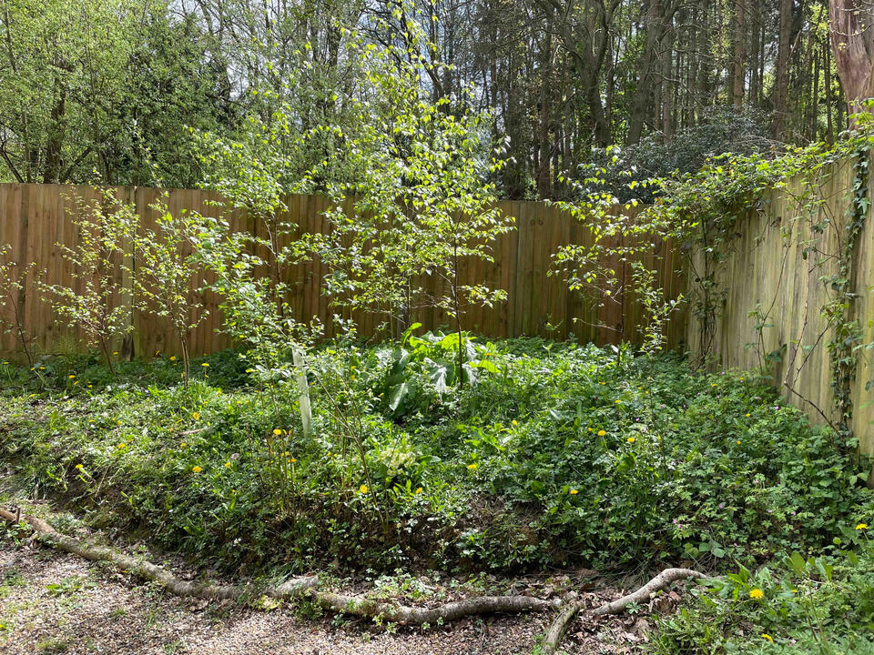 Newly planted silver birch trees in the Lab Garden, Ascot, forming a woodland area that supports biodiversity and natural shade planting.
