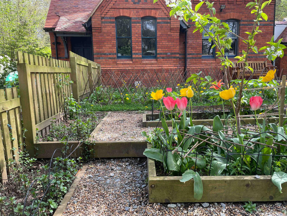 Close-up of red and yellow tulips blooming in raised beds with gravel paths in the Lab Garden, Ascot, highlighting seasonal colour and sustainable planting design.