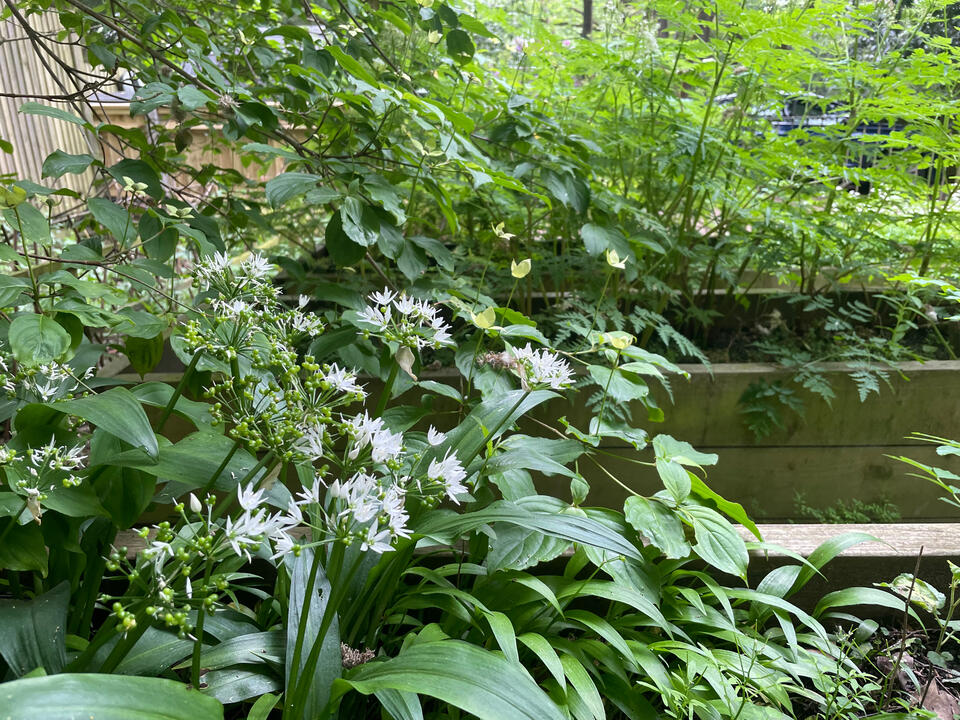 Native wild garlic plants in bloom