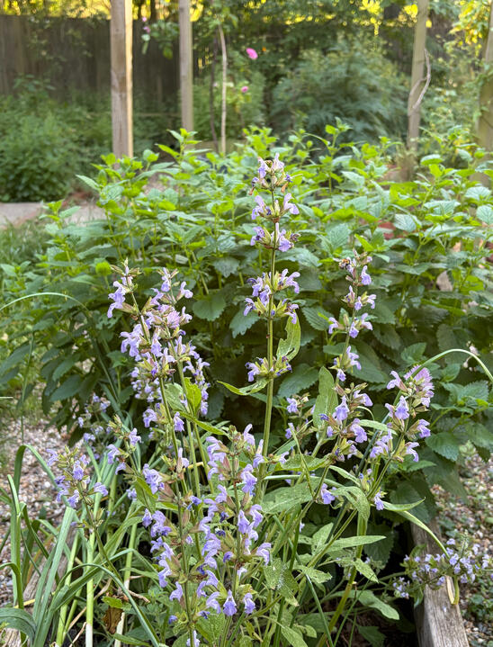 Herbs garden