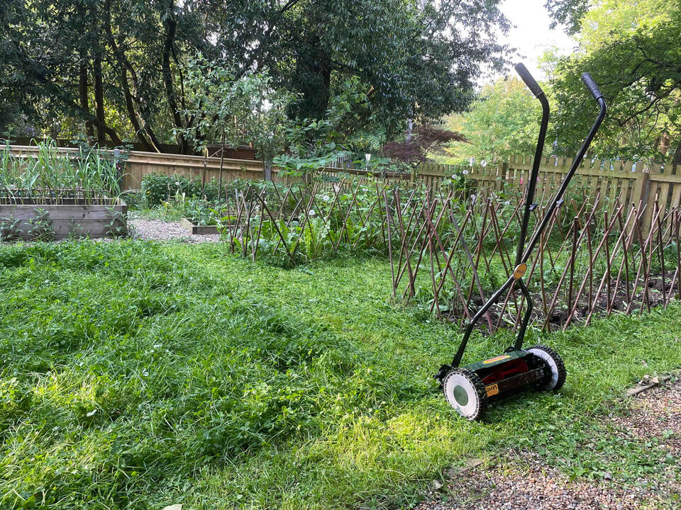 Close-up of clover mix turf in the Lab Garden, Ascot, showing a sustainable alternative to standard grass lawns for biodiversity and soil improvement.