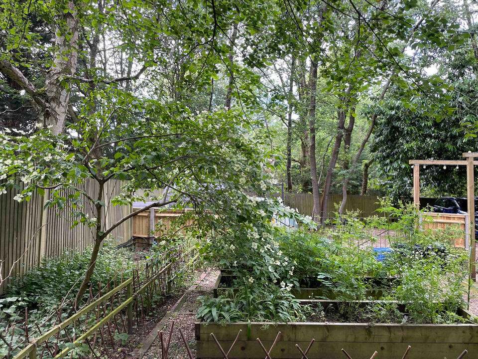 Raised beds in a shaded corner of the Lab Garden, Ascot, planted with ferns, maples, and perennials to create a low-maintenance, biodiverse garden.