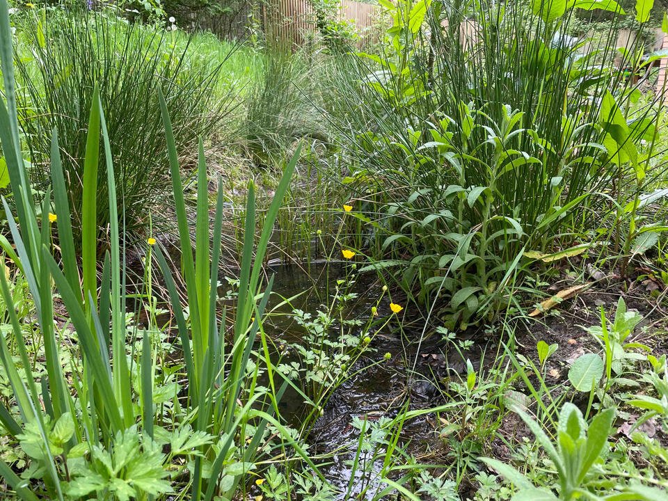 Seasonal pond surrounded by reeds and wildflowers in the Lab Garden, Ascot, demonstrating sustainable water management and wildlife-friendly design.