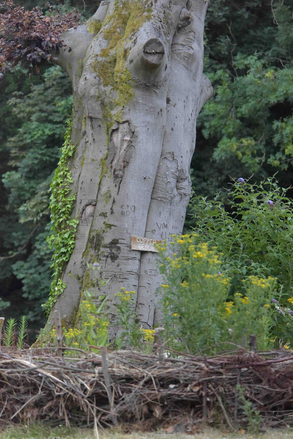 Semi-dead copper beech trunk encircled by yellow wildflowers and a dry hedge that protects and enriches the habitat.