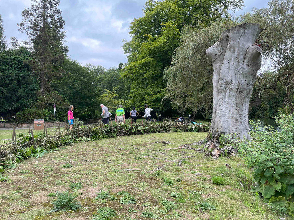 Community volunteers creating a dry hedge barrier around the semi-dead copper beech to protect its roots and enhance biodiversity at Ray Mill Island, Maidenhead.