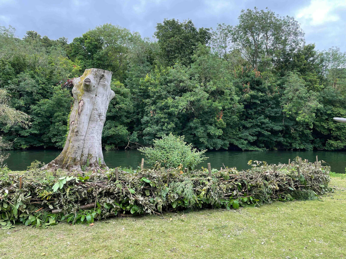 Finished dry hedge enclosure protecting the copper beech habitat and providing refuge for insects and small wildlife.