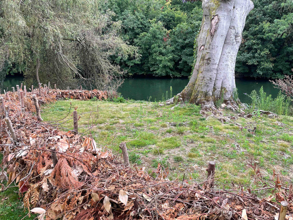 Weathered dry hedge structure showing natural decomposition and habitat value around the copper beech.