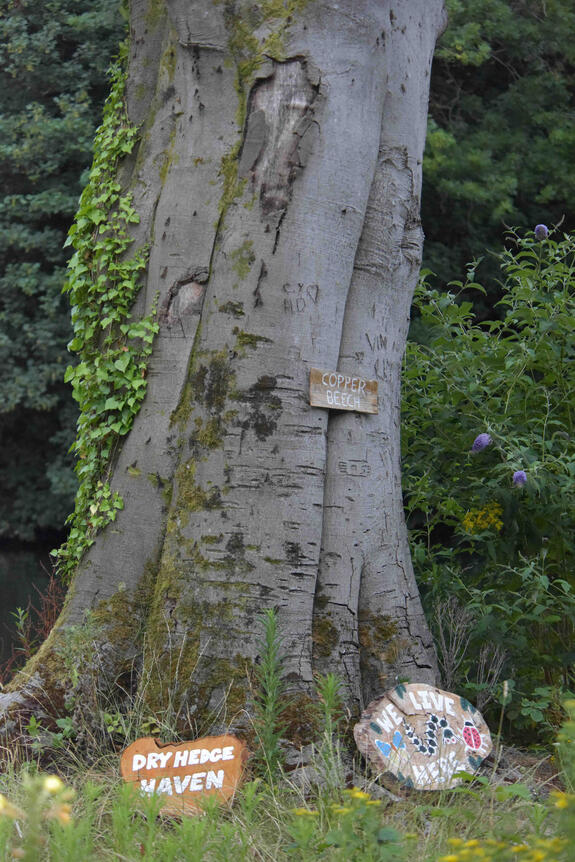 Detail of the copper beech trunk with moss and ivy growth, symbolising renewal and natural succession.