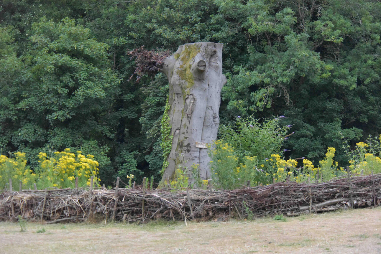 Dry hedge surrounded by flowering wild plants and pollinators beneath the old copper beech at Ray Mill Island.