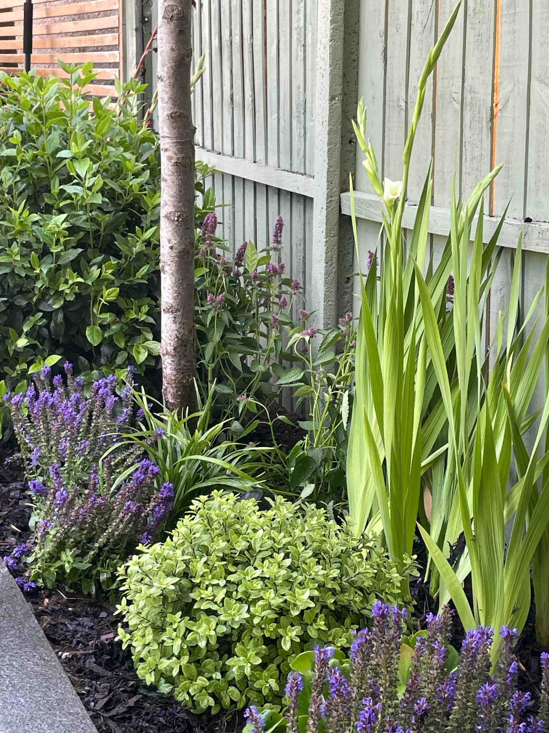 Flowering sage adds scent, texture, and pollinator interest to the restored border. Close-up of blooming sage plants in the Renewal Garden, Maidenhead, attracting bees and adding fragrance to the sustainable flower bed.